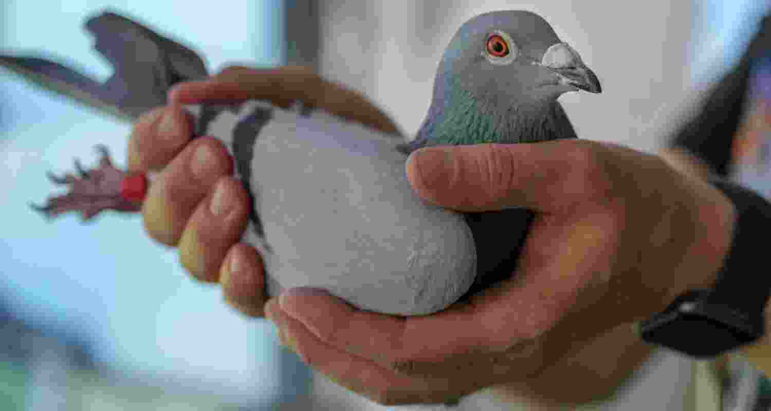 Pigeon fanciers help scientists study lung disease Pigeon fanciers help scientists study lung disease