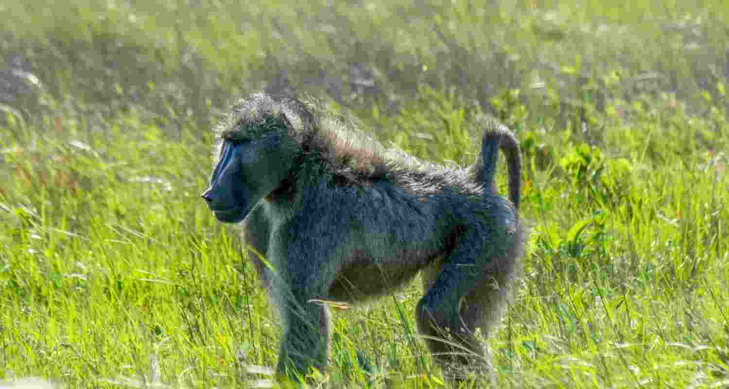An African Baboon. Representational Image. An African Baboon. Representational Image.