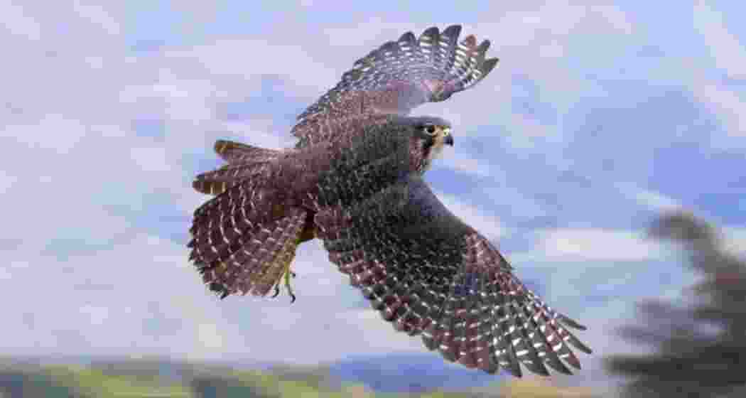 An Amur falcon takes flight. The falcons nest in Manipur’s Tamenglong district before embarking on their 22,000 km migration to Africa. An Amur falcon takes flight. The falcons nest in Manipur’s Tamenglong district before embarking on their 22,000 km migration to Africa.