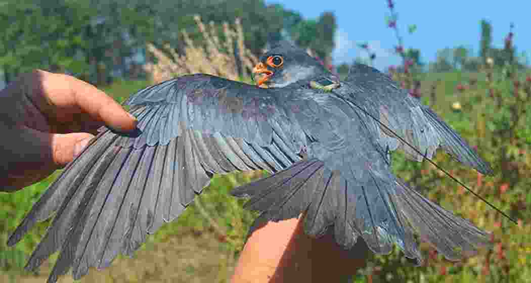 Chiuluan2’, the satellite-tagged Amur Falcon, being released in Manipur’s Tamenglong district as part of a research programme to track its migratory journey to South Africa. Chiuluan2’, the satellite-tagged Amur Falcon, being released in Manipur’s Tamenglong district as part of a research programme to track its migratory journey to South Africa.