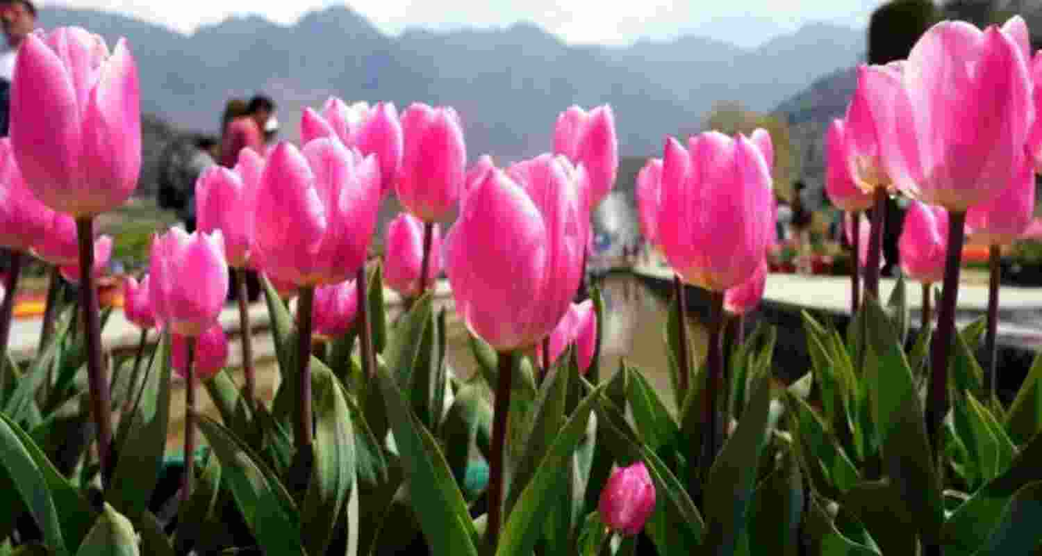 Asia’s largest Tulip Garden in Srinagar. Asia’s largest Tulip Garden in Srinagar.