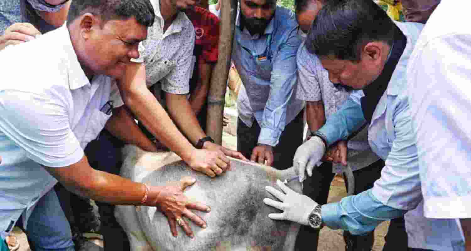 Assam minister Atul Bora administering vaccines to flood-affected animals in Golaghat's Bongkuwal village. Assam minister Atul Bora administering vaccines to flood-affected animals in Golaghat's Bongkuwal village.