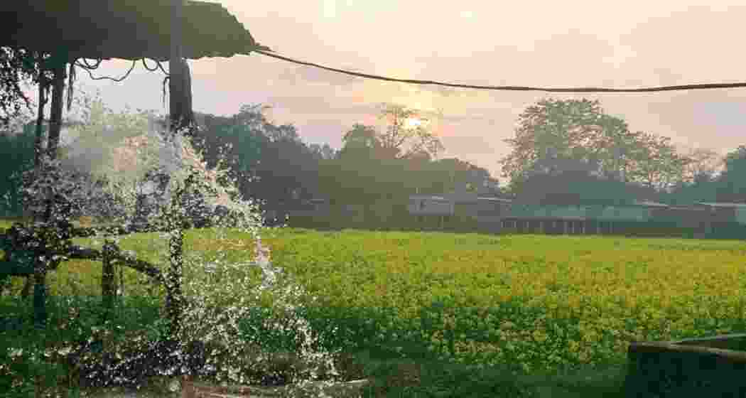Mustard farming at Barpeta Jail in Assam. Mustard farming at Barpeta Jail in Assam.