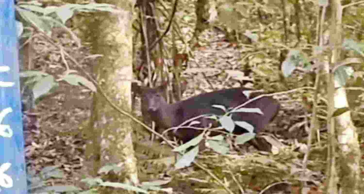 Rare melanistic deer spotted in Kurseong Rare melanistic deer spotted in Kurseong