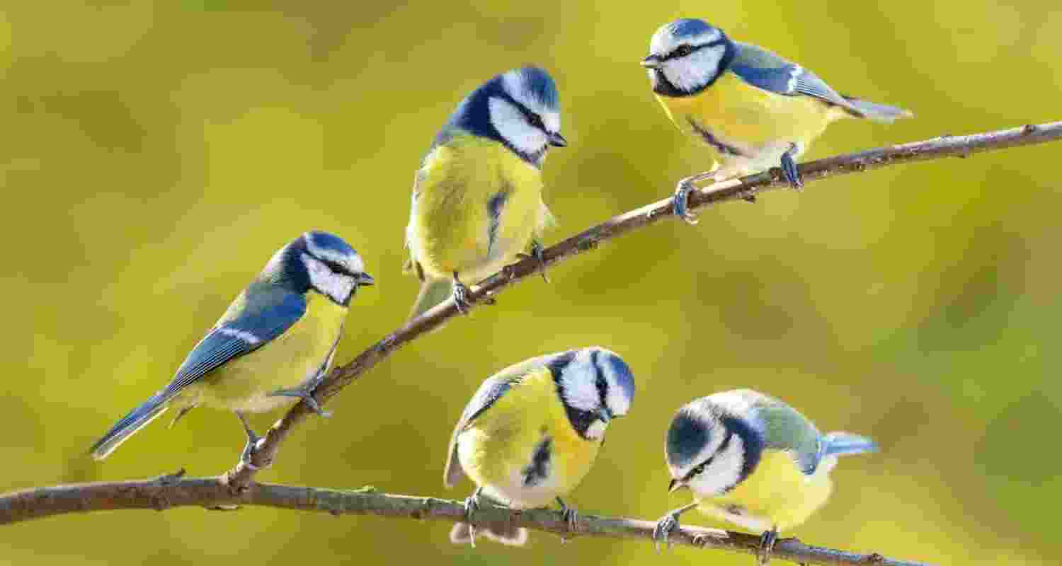 Birds are animal kingdom’s scent experts Birds are animal kingdom’s scent experts