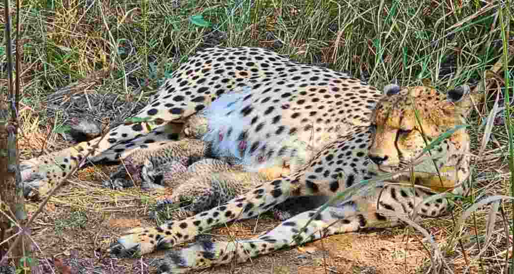 Cheetah Gamini gives birth to three cubs. Photo Credit: X@byadavbjp Cheetah Gamini gives birth to three cubs. Photo Credit: X@byadavbjp