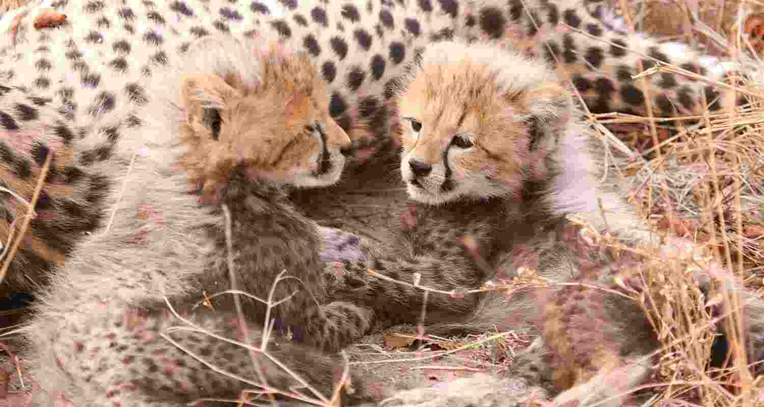 Four cheetah cubs died in Kuno National Park, likely due to predation, dealing a setback to India’s cheetah reintroduction project. Four cheetah cubs died in Kuno National Park, likely due to predation, dealing a setback to India’s cheetah reintroduction project.