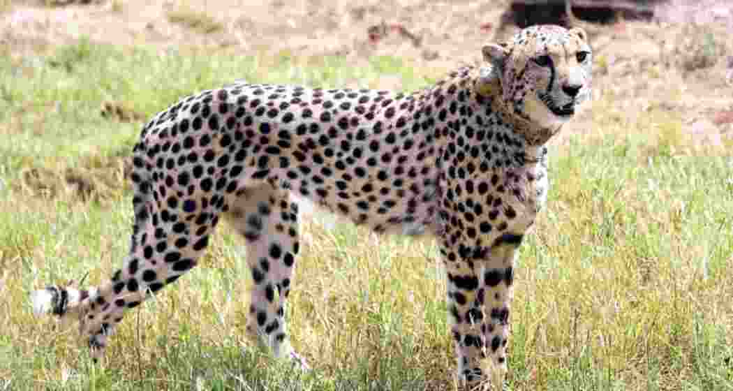 File photo of a cheetah at the Kuno National Park. File photo of a cheetah at the Kuno National Park.