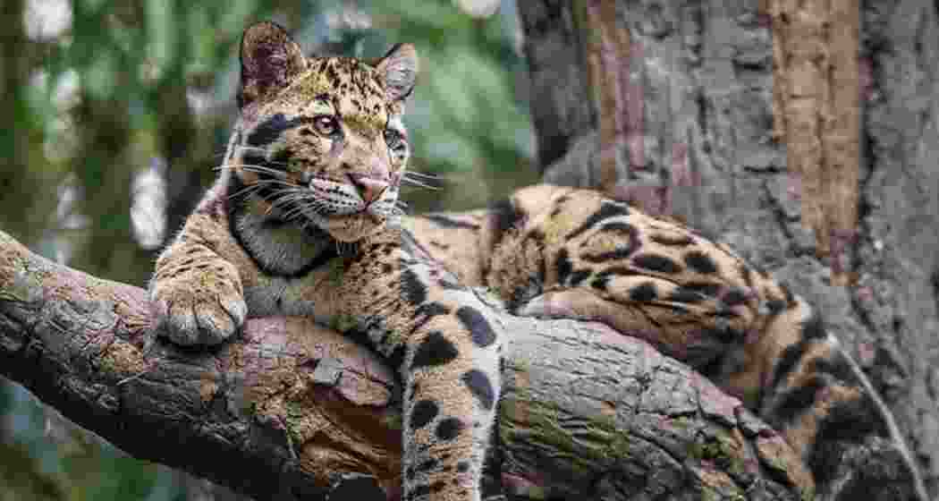 A clouded leopard resting on tree branch. A clouded leopard resting on tree branch.