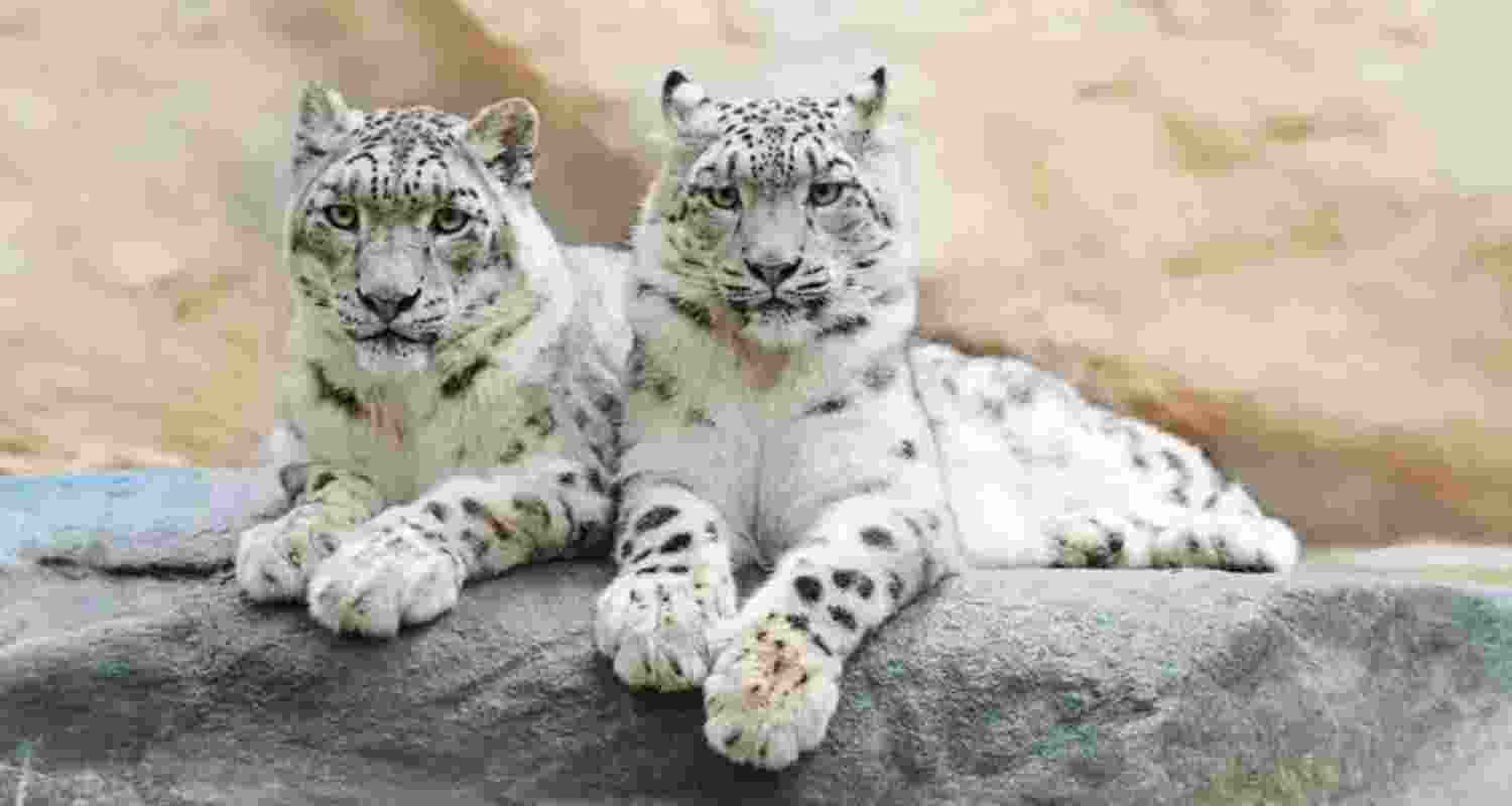 Snow leopards. Snow leopards.