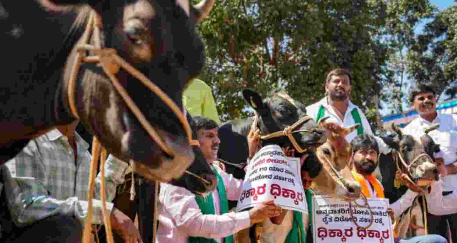 BJP workers protest to get cow subsidy. BJP workers protest to get cow subsidy.