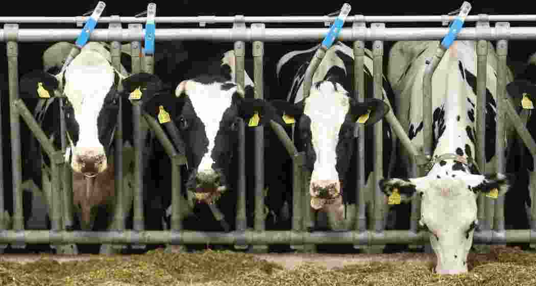 Bird flu in cows' milk may weaken antiviral effectiveness Bird flu in cows' milk may weaken antiviral effectiveness