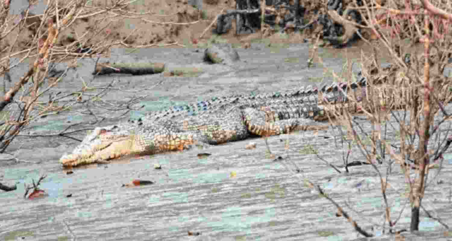 Sundarbans sees surge in saltwater crocodile population Sundarbans sees surge in saltwater crocodile population