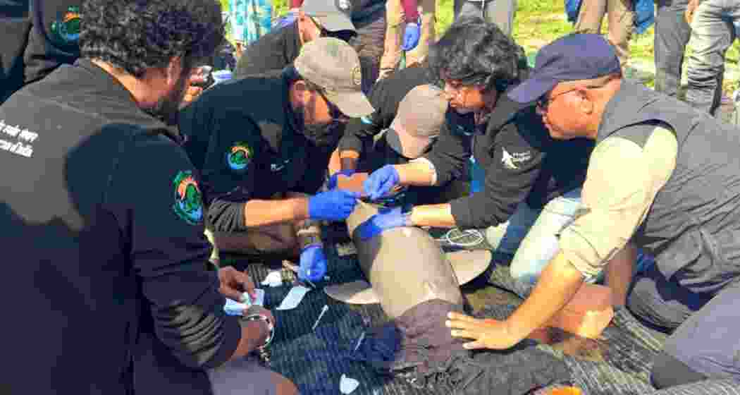 Environmentalists from the Wildlife Institute of India, Assam Forest Department, and Aaranyak tagged a male Ganges River Dolphin in Assam. The dolphin was later released under veterinary care. Environmentalists from the Wildlife Institute of India, Assam Forest Department, and Aaranyak tagged a male Ganges River Dolphin in Assam. The dolphin was later released under veterinary care.