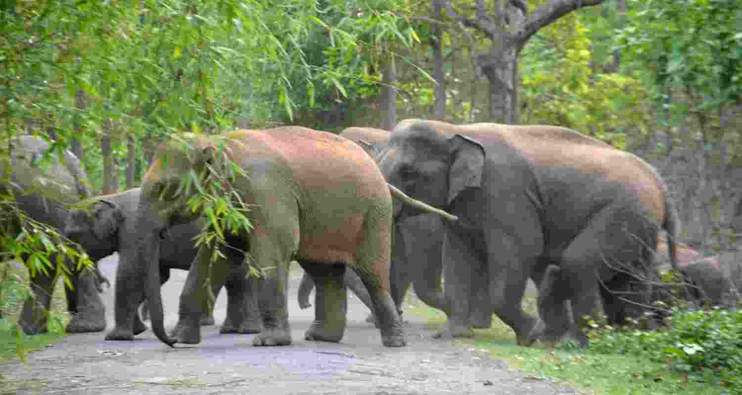 Thermal drones to track night-time elephants in S. Bengal Thermal drones to track night-time elephants in S. Bengal