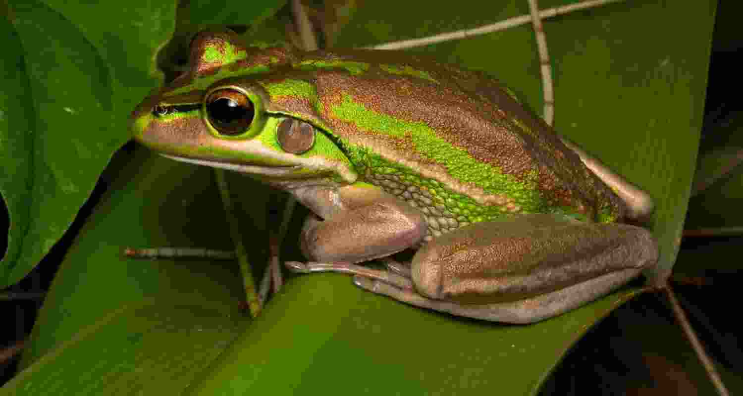 Private land found to be crucial refuge for rare frogs Private land found to be crucial refuge for rare frogs