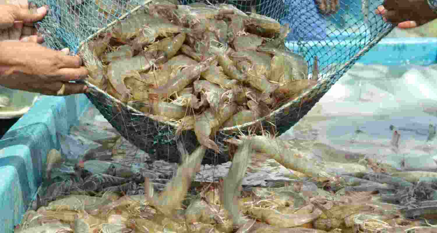 India's total seafood exports in 2024-25 reached ₹60,523 crore, amounting to 1.78 million tonnes India's total seafood exports in 2024-25 reached ₹60,523 crore, amounting to 1.78 million tonnes