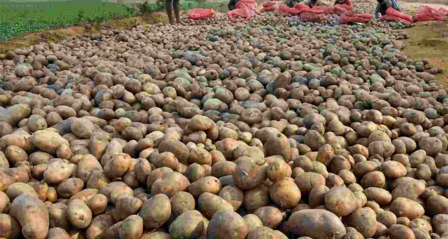 Potato price crash in WB may lead to financial crisis, warn state cold storage members Potato price crash in WB may lead to financial crisis, warn state cold storage members