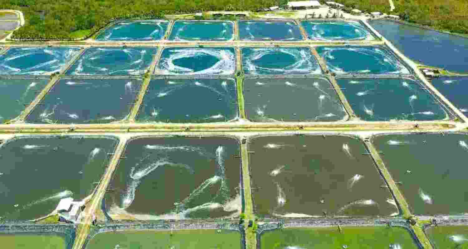 Close to USD 2 billion worth of shrimp exports face severe disruptions, informed SEAI Secretary General, K N Raghavan Close to USD 2 billion worth of shrimp exports face severe disruptions, informed SEAI Secretary General, K N Raghavan