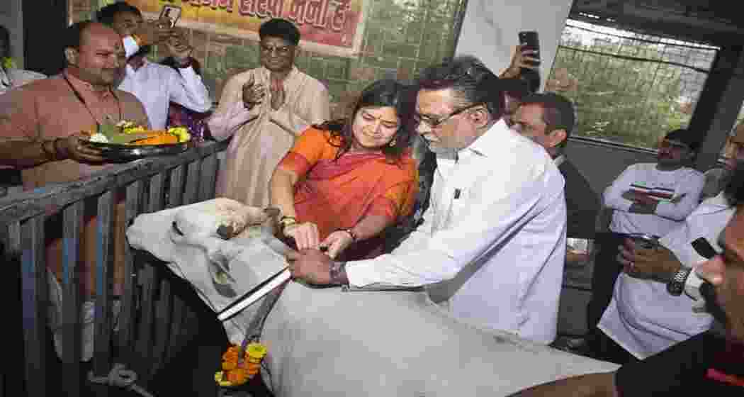 BJP leader Poonam Mahajan attaches an AI-enabled “Gau Raksha Kavach” pendants on a cow in Mumbai. BJP leader Poonam Mahajan attaches an AI-enabled “Gau Raksha Kavach” pendants on a cow in Mumbai.