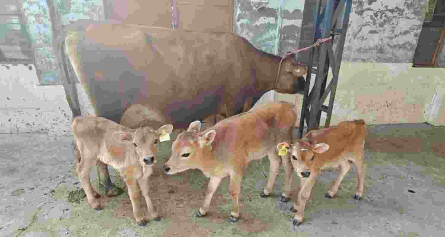 Himachal’s first IVF Lab at Banuri, Palampur, marks a milestone in rapid genetic improvement of Jersey cattle. Himachal’s first IVF Lab at Banuri, Palampur, marks a milestone in rapid genetic improvement of Jersey cattle.