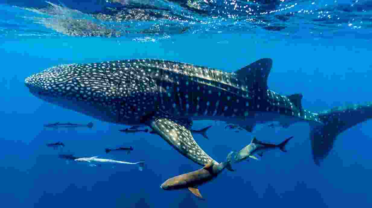 Decline in sharks threatens ocean ecosystems Decline in sharks threatens ocean ecosystems