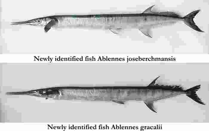 Two newly identified needlefish species discovered in Indian waters Two newly identified needlefish species discovered in Indian waters