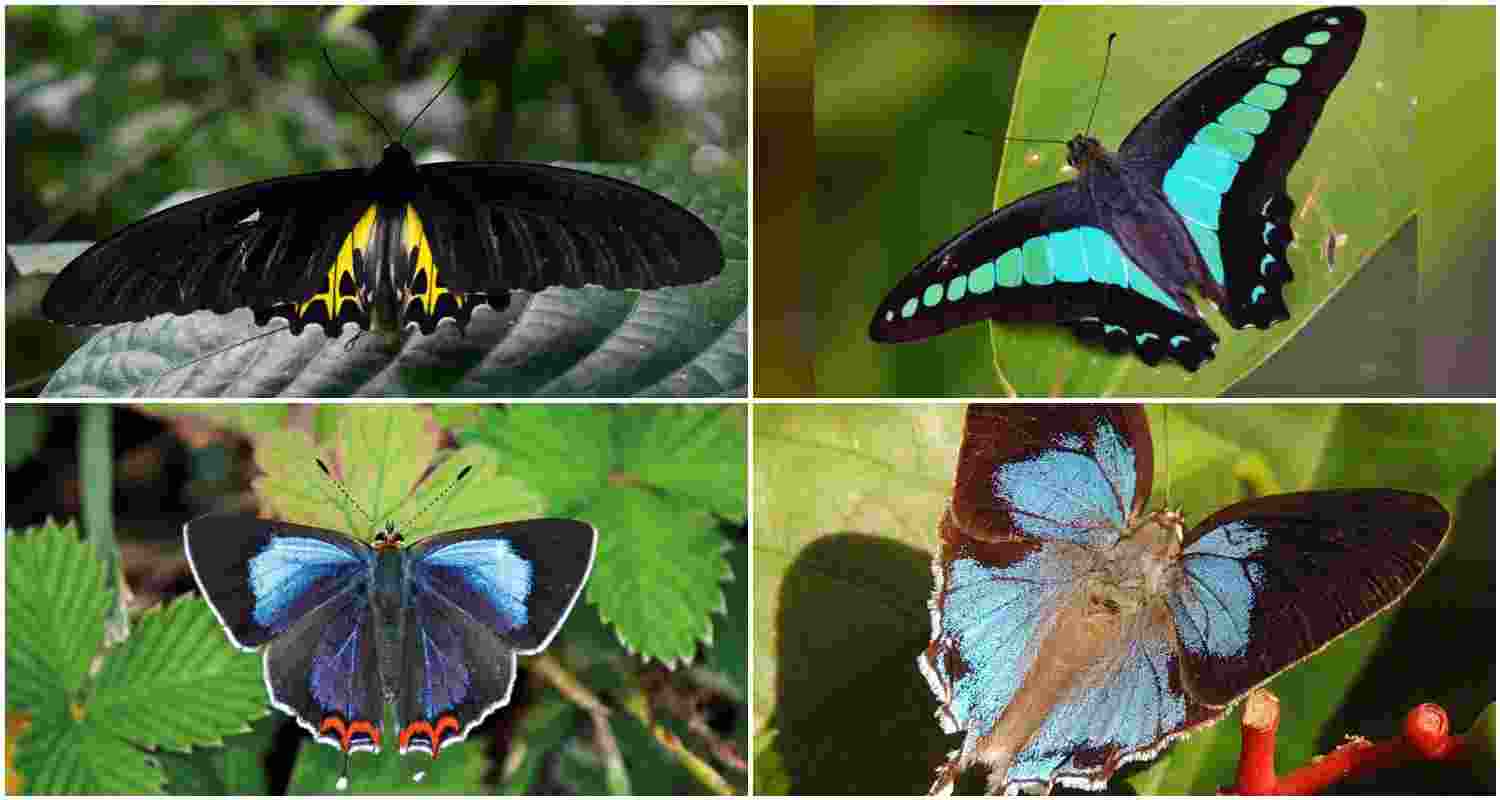 (Clockwise from top left) A Birdwing butterfly, a Common Bluebottle Graphion Sarpedon, a Mandarin Blue, and an Azure Sapphire. (Clockwise from top left) A Birdwing butterfly, a Common Bluebottle Graphion Sarpedon, a Mandarin Blue, and an Azure Sapphire.