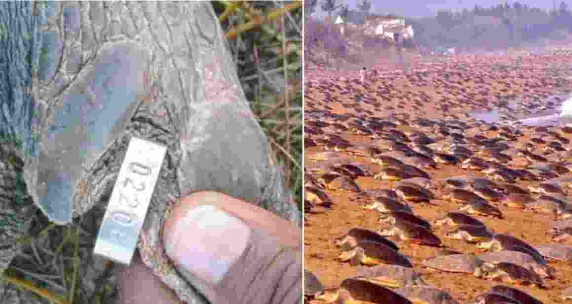 Odisha tagged Olive Ridley Turtle travels to Andhra Odisha tagged Olive Ridley Turtle travels to Andhra