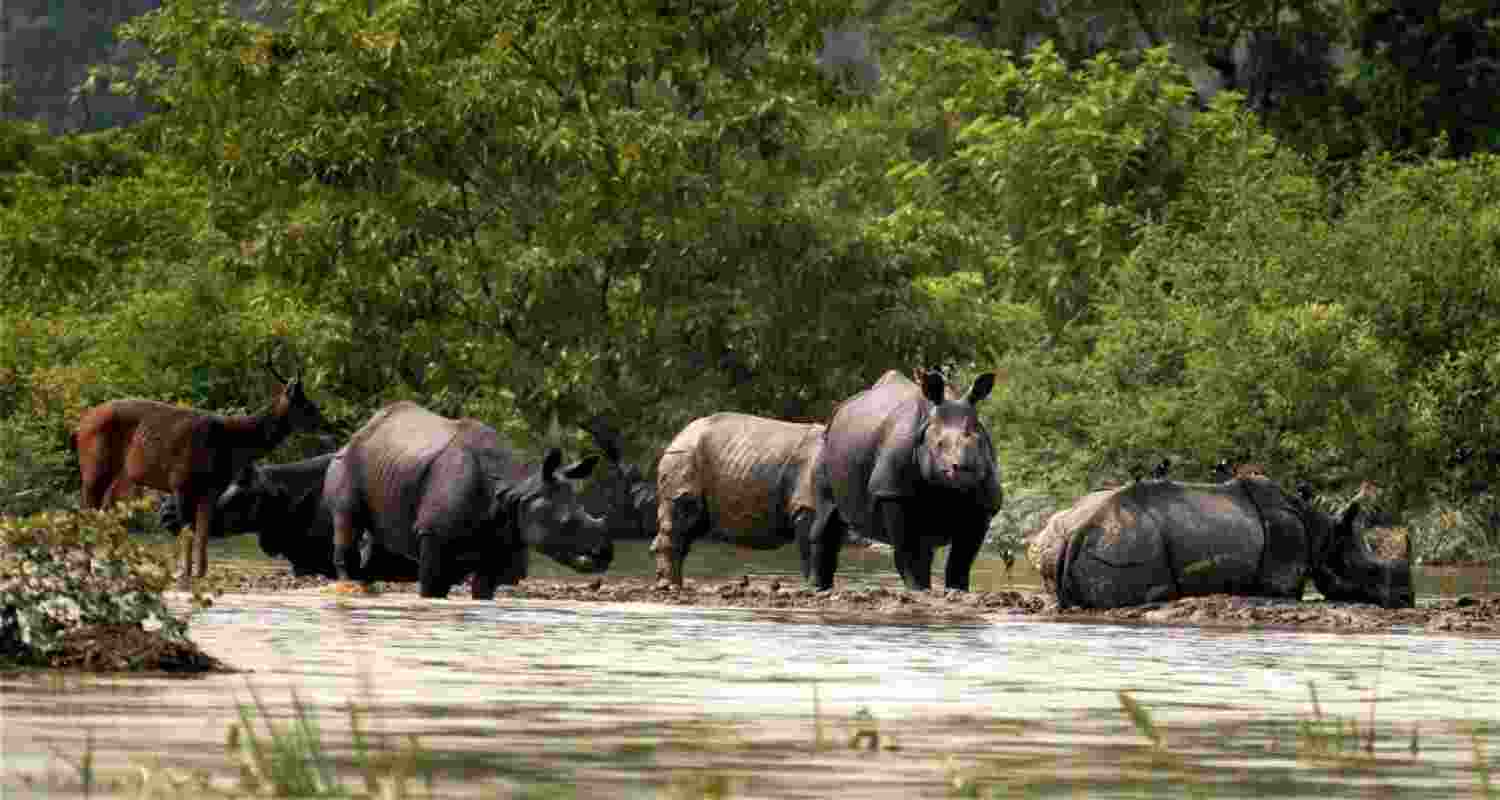 159 animals die in Kaziranga floods, 133 rescued 159 animals die in Kaziranga floods, 133 rescued