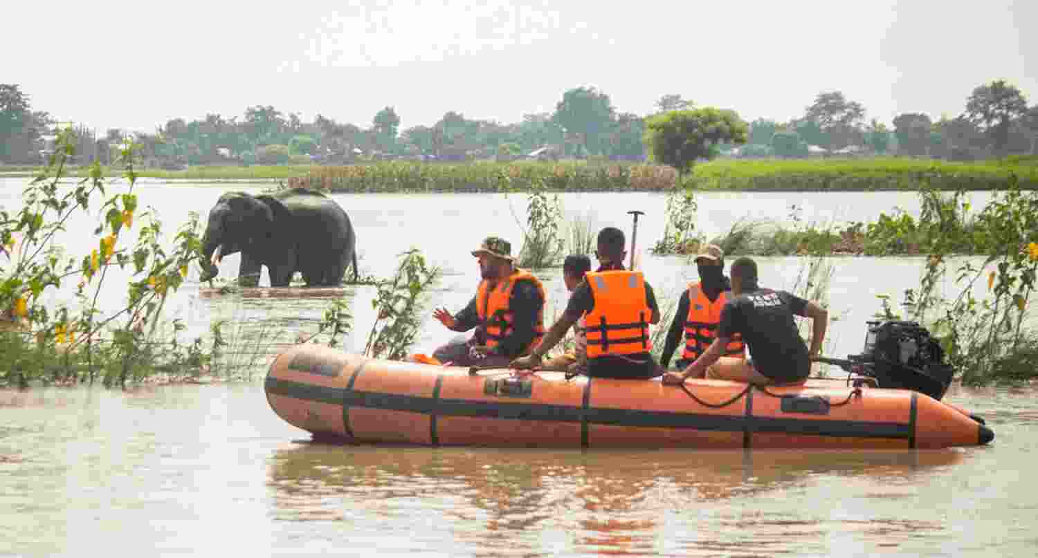 Assam Floods: 129 animals dead at Kaziranga National Park Assam Floods: 129 animals dead at Kaziranga National Park