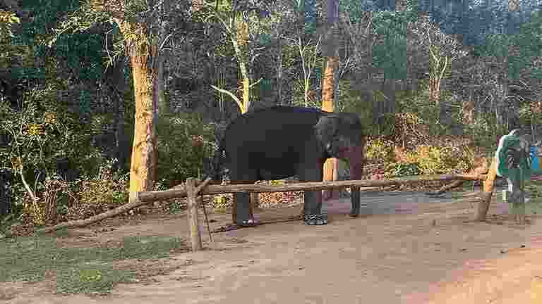 Wildlife Amendment Act :Kerala first state to pass bill Wildlife Amendment Act :Kerala first state to pass bill