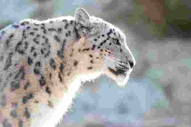 India's first Snow Leopard population assessment reveals 718 individual. Union Minister of Environment, Forest, and Climate Change, Bhupender Yadav India's first Snow Leopard population assessment reveals 718 individual. Union Minister of Environment, Forest, and Climate Change, Bhupender Yadav