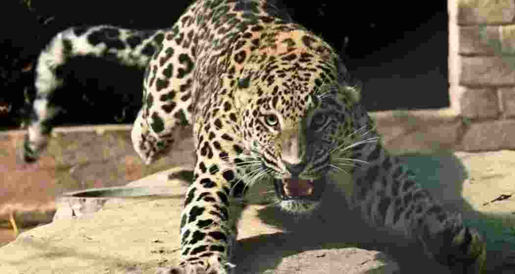 Representative image of a leopard on the move Representative image of a leopard on the move