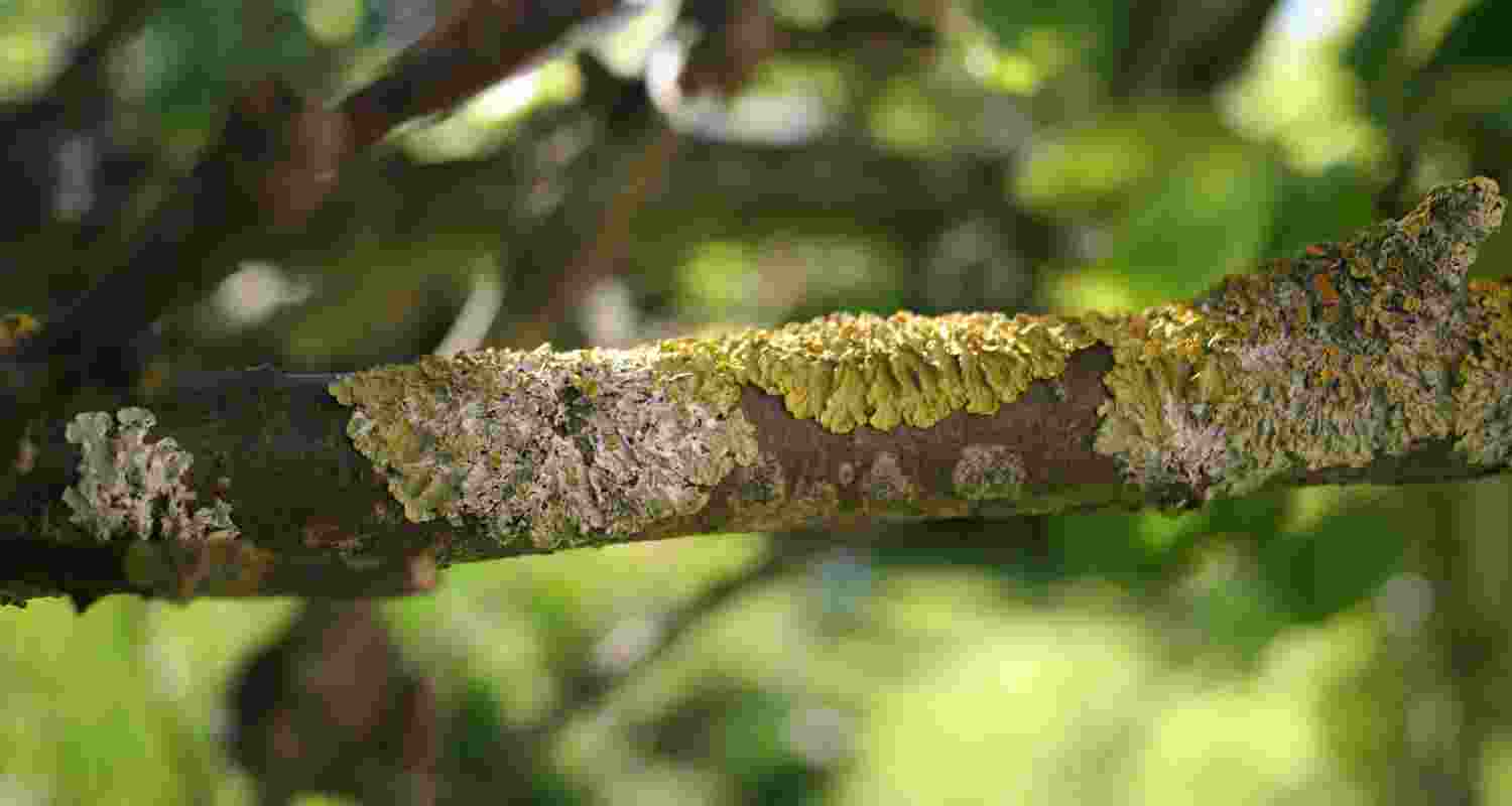 How lichens are bringing stone to life? How lichens are bringing stone to life?