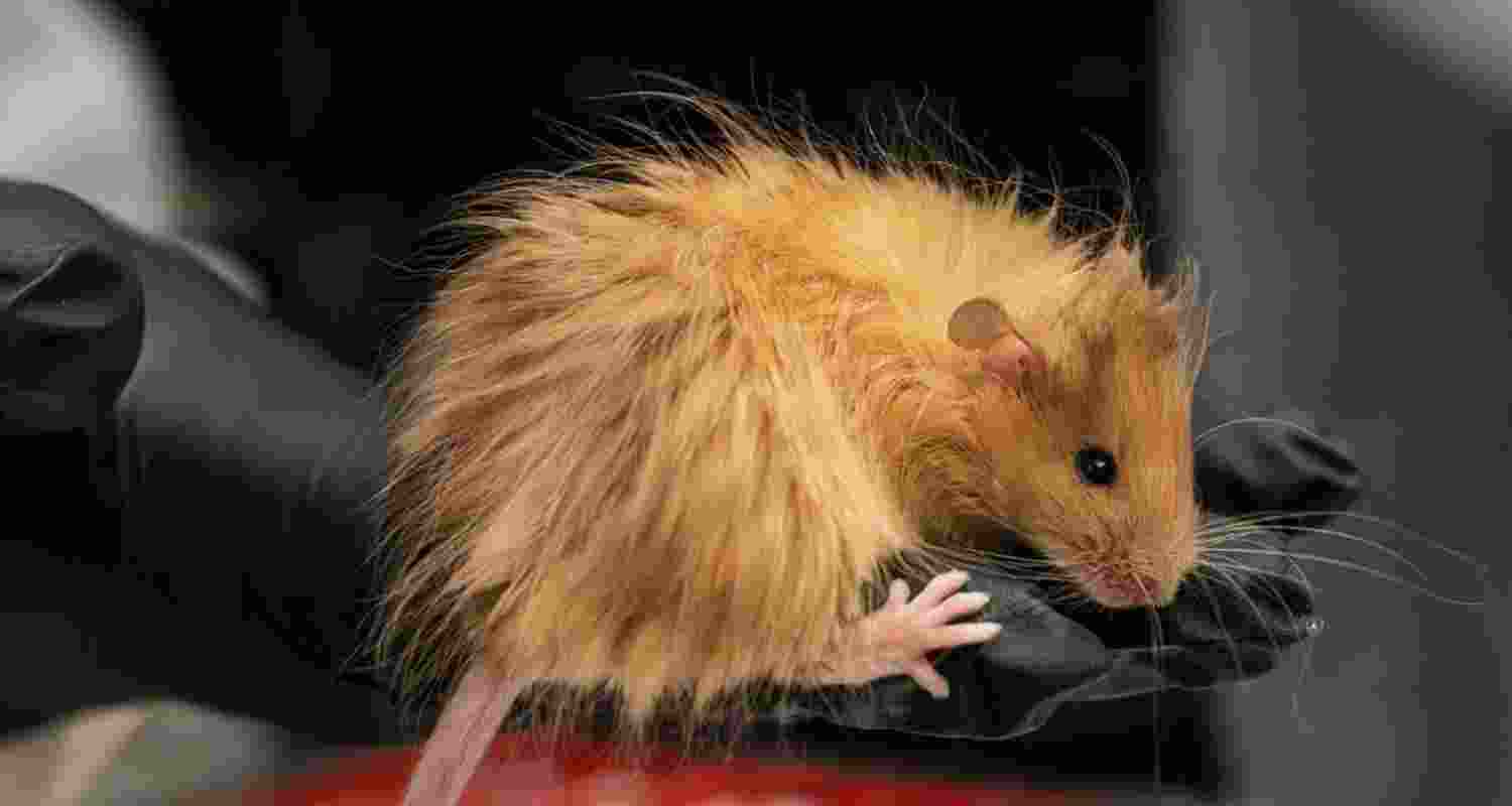 Representational image. Representational image.