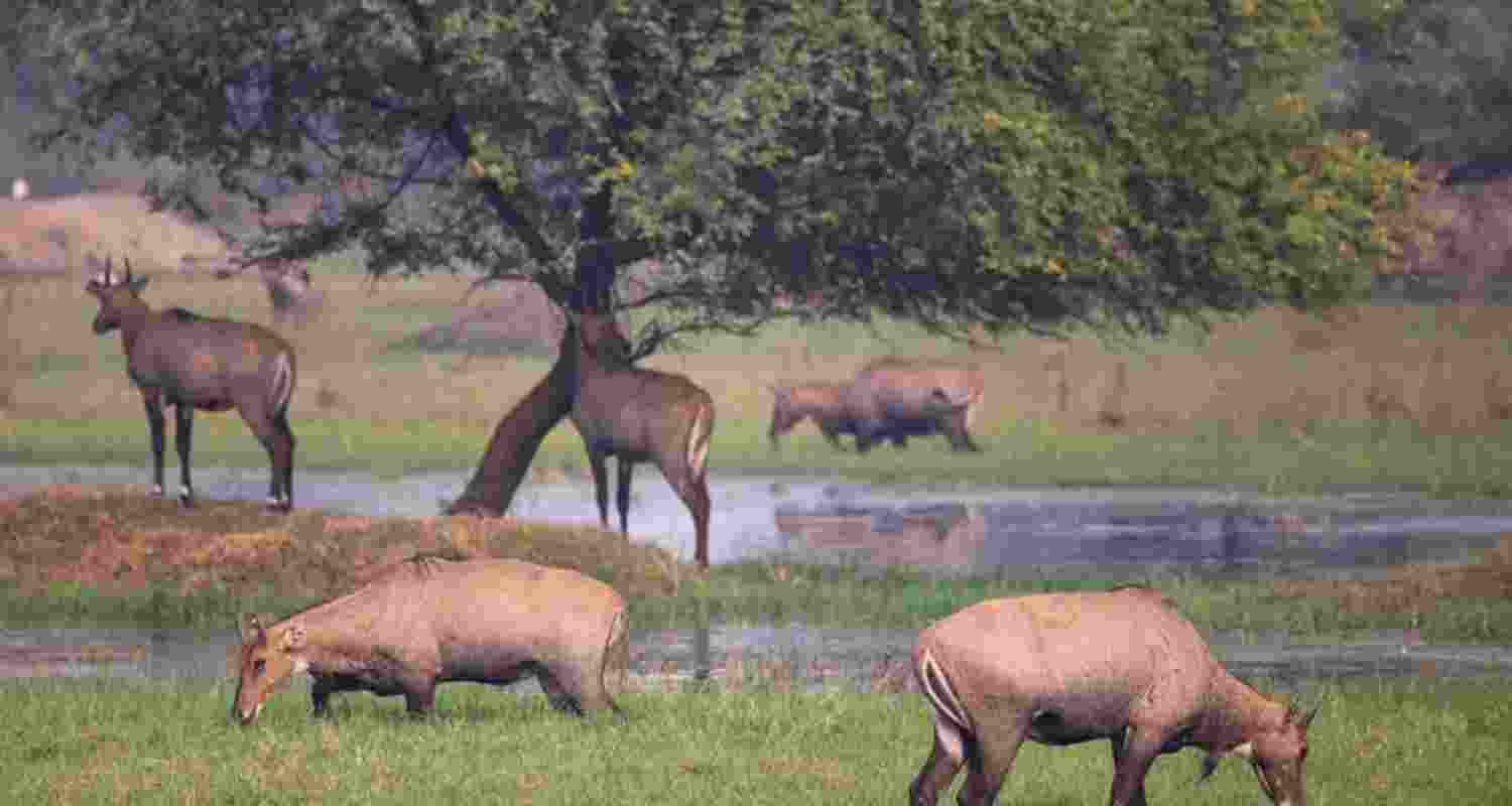 Large herds of cattle often consume the natural fodder meant for Nilgai, forcing the wild animals to venture into nearby farmlands in search of food. Large herds of cattle often consume the natural fodder meant for Nilgai, forcing the wild animals to venture into nearby farmlands in search of food.