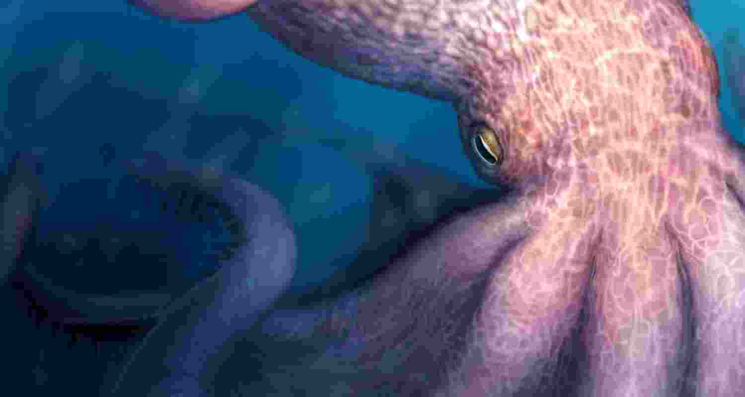 Enormous octopuses: The apex predators of ancient oceans Enormous octopuses: The apex predators of ancient oceans