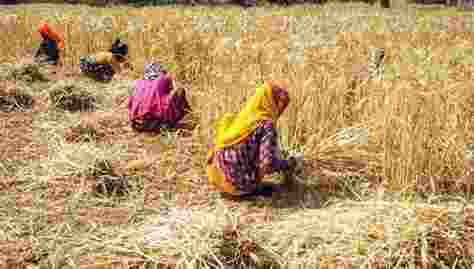 The government has fixed a conservative target of wheat procurement in the range of 30-32 million tonnes during the 2024-25 rabi marketing season, according to the food ministry. The government has fixed a conservative target of wheat procurement in the range of 30-32 million tonnes during the 2024-25 rabi marketing season, according to the food ministry.