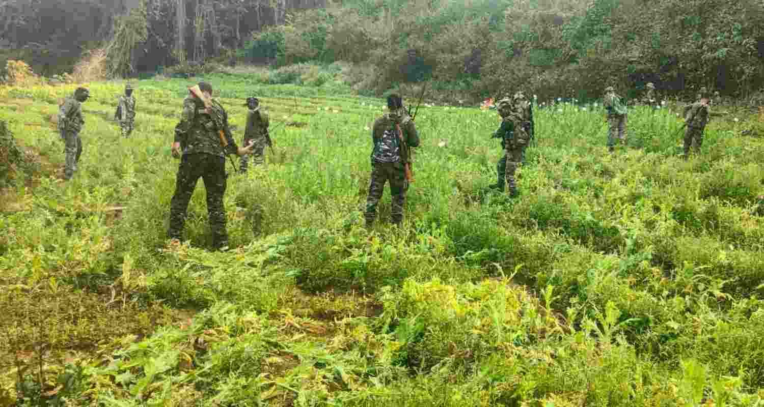 Security personnel destroying poppy crops in Khunti district. Security personnel destroying poppy crops in Khunti district.