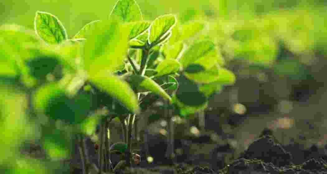 Image for representative use only. Image for representative use only.