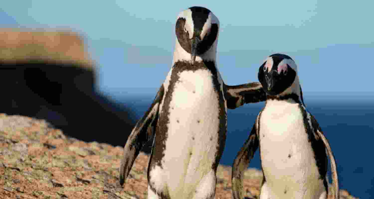 Can African penguins be brought back from the brink? Can African penguins be brought back from the brink?