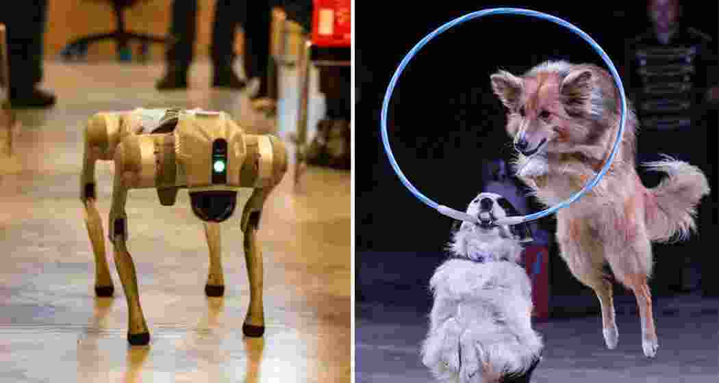 The Galgotias robotic dog (L), trained circus dogs perform acts during separate demonstrations (R). The Galgotias robotic dog (L), trained circus dogs perform acts during separate demonstrations (R).