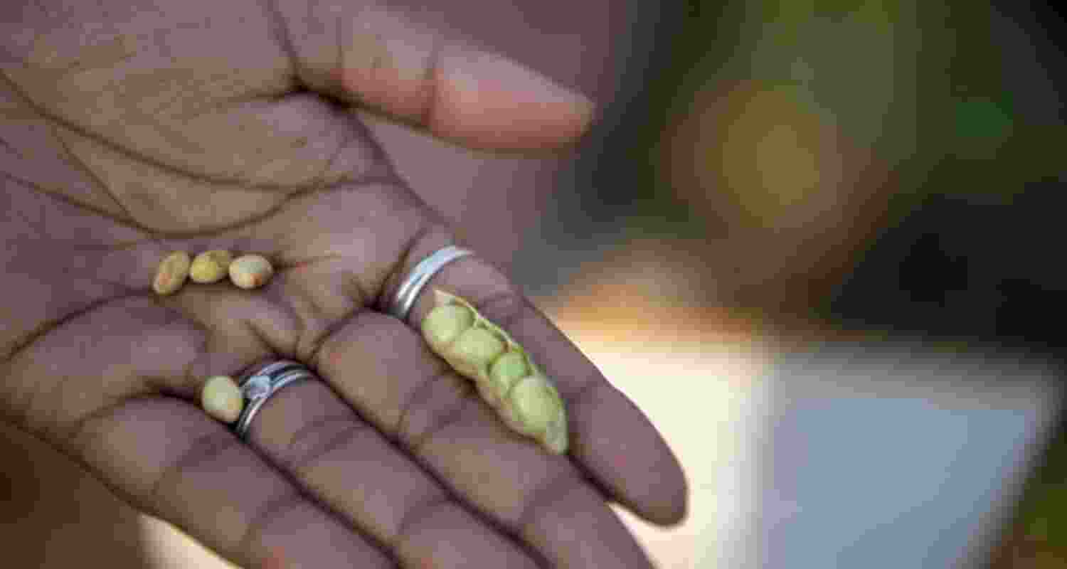 Heat-tolerant pigeon pea: Indian scientists crack the code Heat-tolerant pigeon pea: Indian scientists crack the code