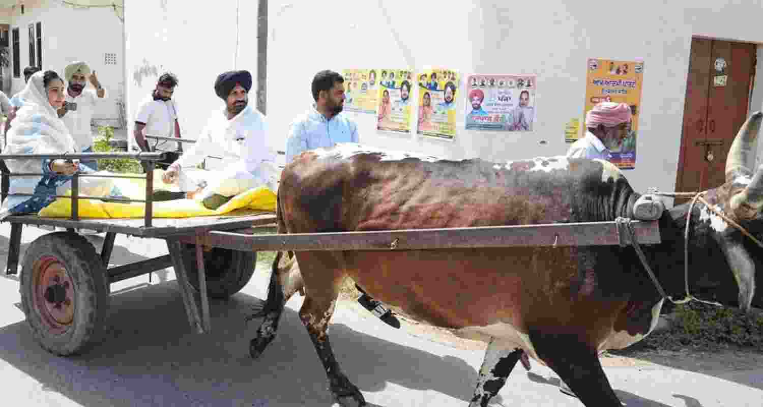 Punjab Congress chief Raja Warring, along with wife, arrives at polling station on bullock cart. Punjab Congress chief Raja Warring, along with wife, arrives at polling station on bullock cart.