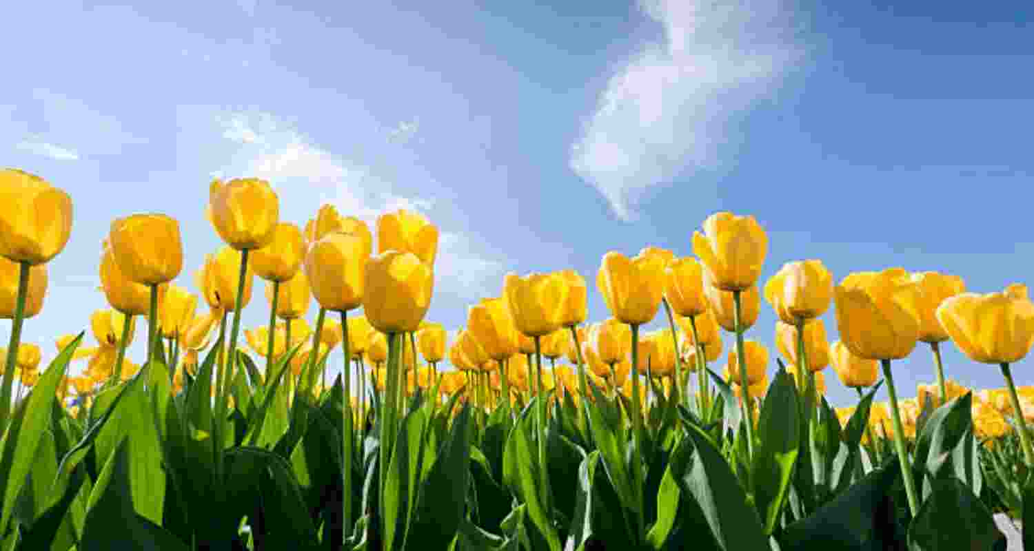 Tulip treat: 2.25L bulbs to be planted in Lutyens Delhi by NDMC Tulip treat: 2.25L bulbs to be planted in Lutyens Delhi by NDMC