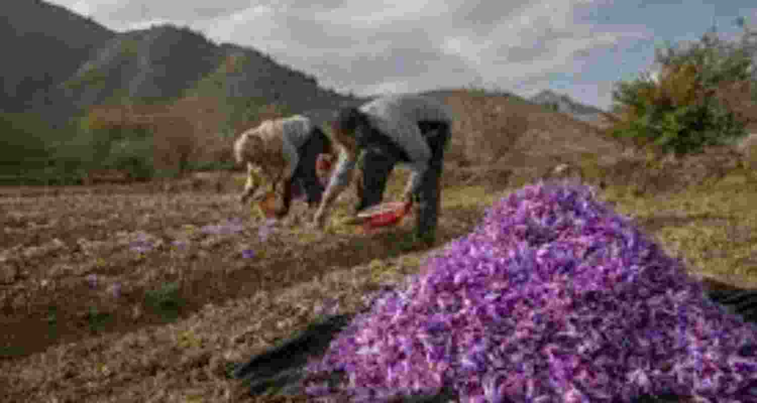 J&K saffron output drops in 2024-24, govt informs Assembly J&K saffron output drops in 2024-24, govt informs Assembly