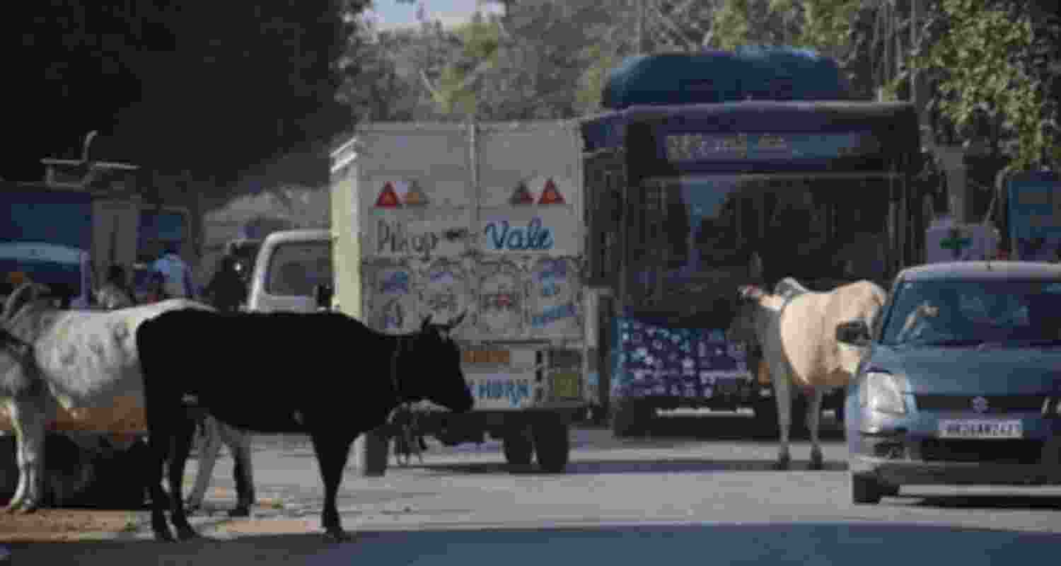 SC flags stray cattle menace, says road mishaps alarming SC flags stray cattle menace, says road mishaps alarming