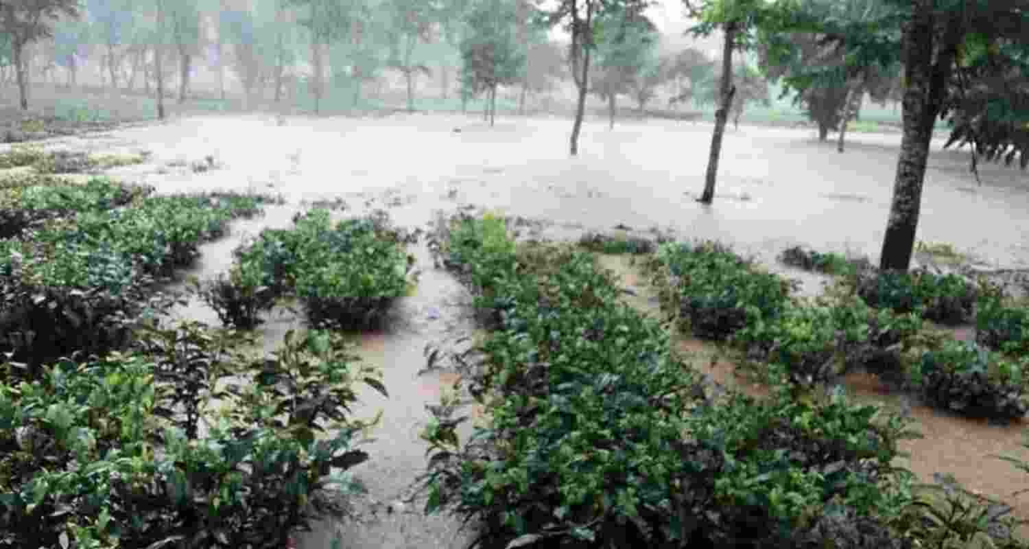 North Bengal tea industry hit hard by rains, landslides North Bengal tea industry hit hard by rains, landslides