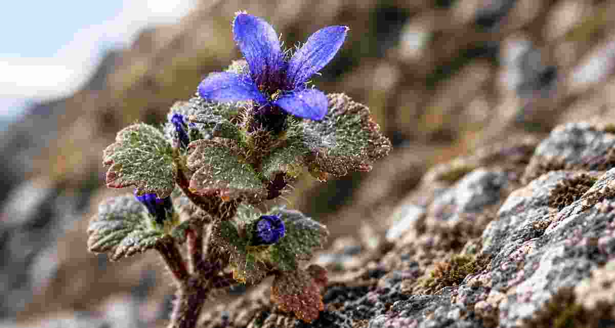 The rare Himalayan flowering plant, Cyananthus hookeri. The rare Himalayan flowering plant, Cyananthus hookeri.